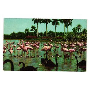 Vintage Postcard Flamingos Swans Hialeah Race Course Lake Miami Florida Print